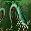 Nephentes
